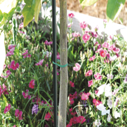 Image Thumbnail for 4' FIBERGLASS STAKE